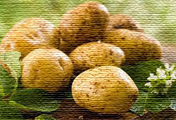 Картошка