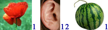 насекомые_10